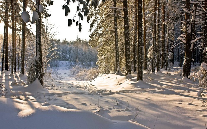Snowy forest path with sunlight and shadows