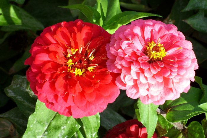 Two Zinnia flowers, one red and one pink