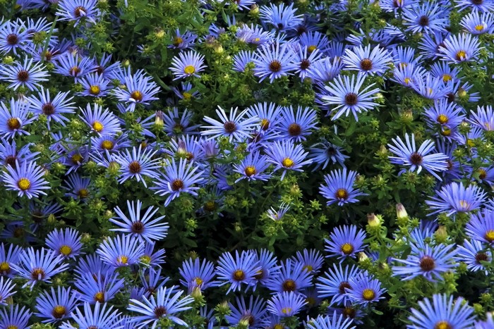 A field of blue Asters in bloom