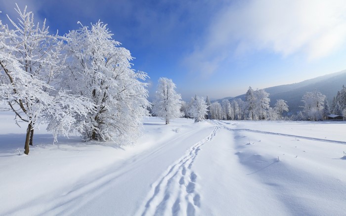 Winter landscape with snow-covered trees and footprints