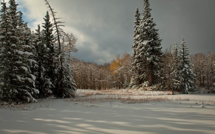 Snowy forest with pine trees and bare trees