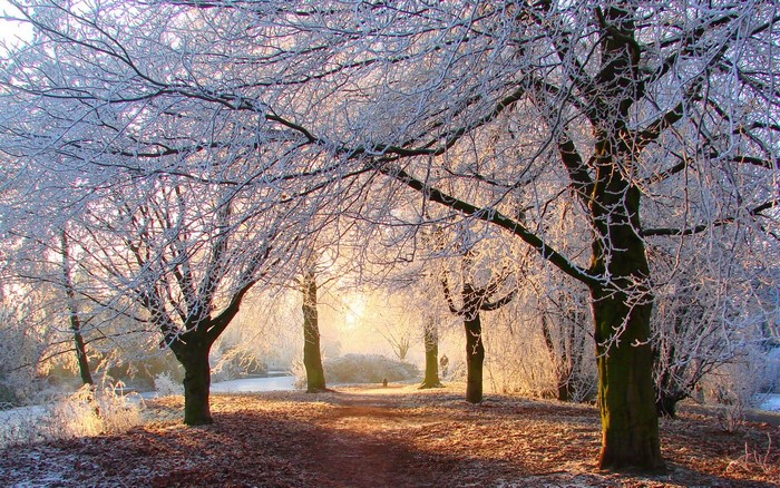 Frost-covered trees in a park at sunrise