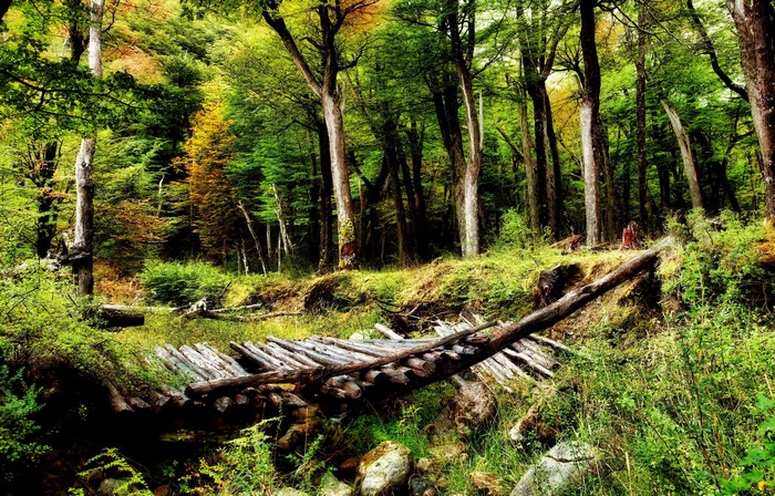 Wooden bridge in a dense forest