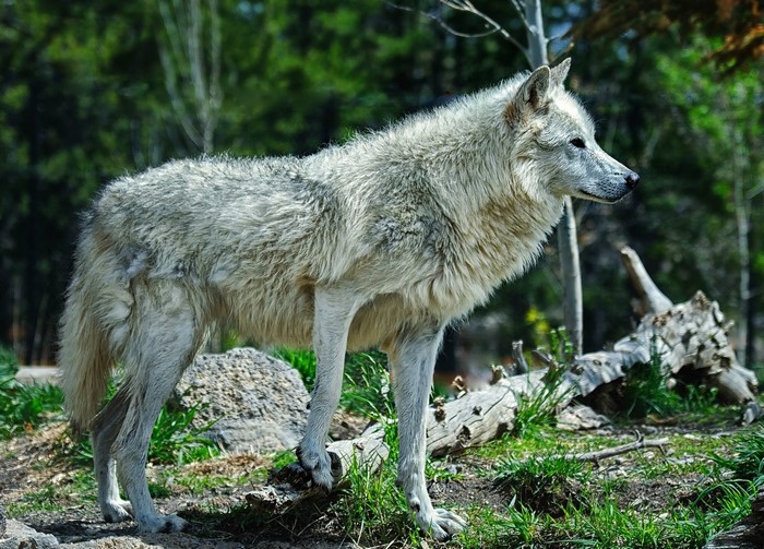 Gray wolf standing in a forest