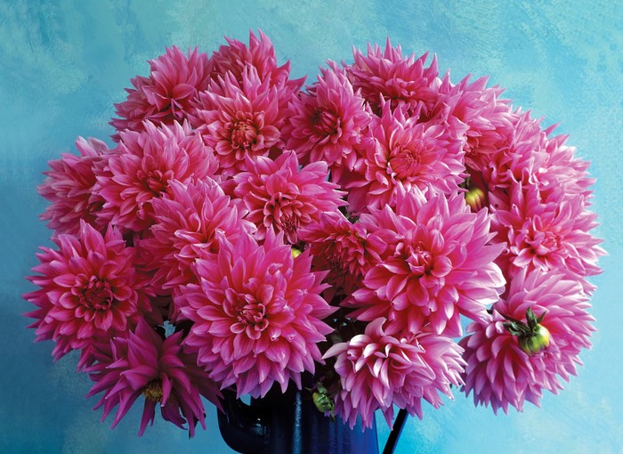Pink Dahlias in a Blue Vase