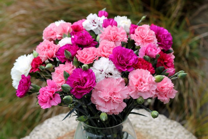 Bouquet of pink and white carnations