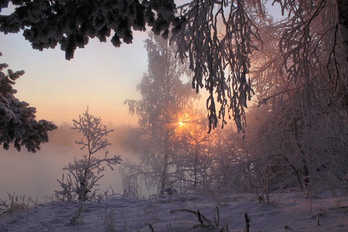 Winter forest with sun rays through trees