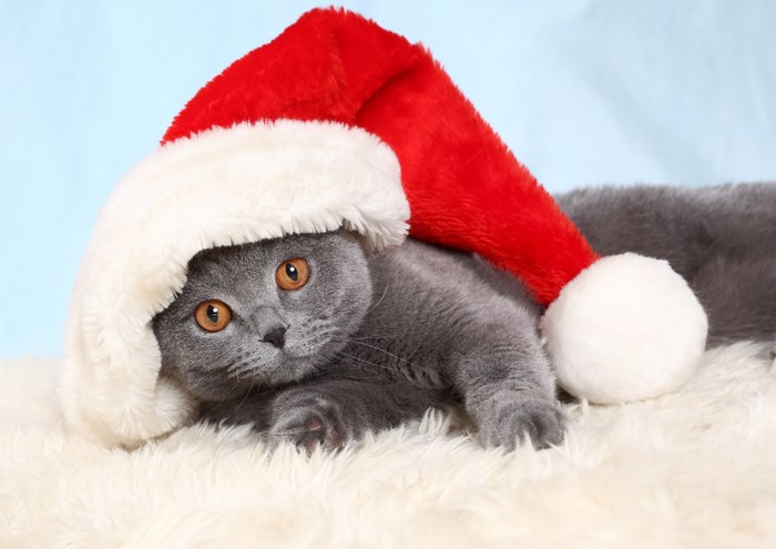 Cat wearing a Santa hat