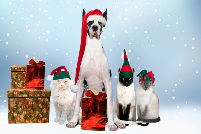 Great Dane and Cats with Christmas Gifts