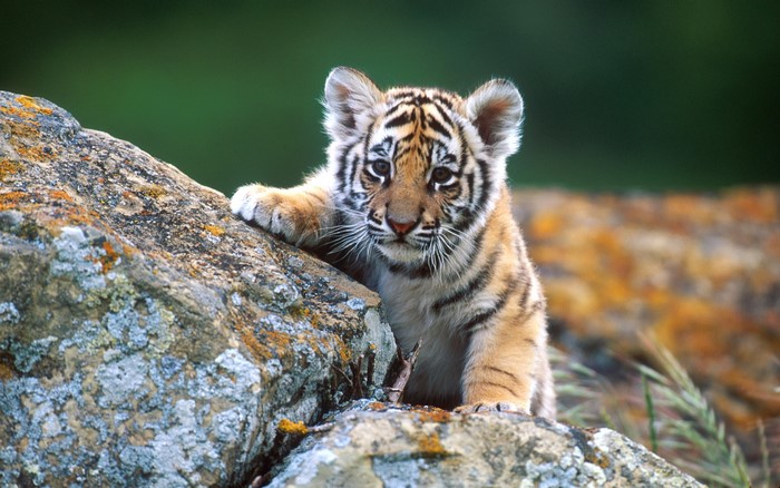 Tiger cub on rocks