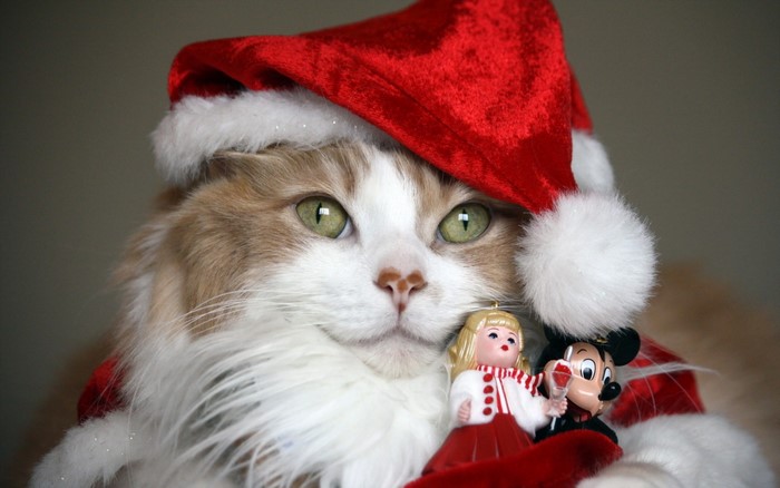 Cat wearing a Santa hat with ornaments