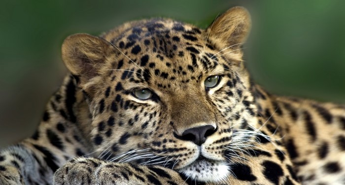 Close-up of a leopard's face