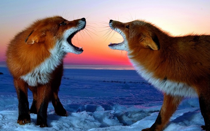 Two foxes howling in the snow at sunset