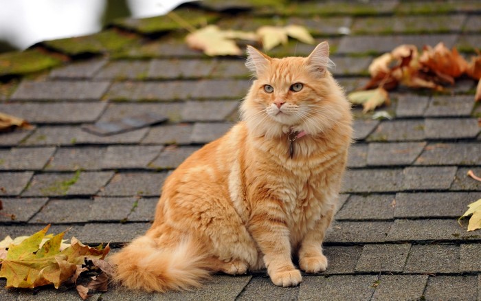 Orange fluffy cat sitting on a roof