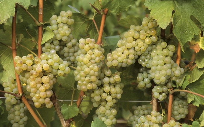 White Grapes on the Vine
