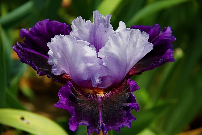 Purple and white iris flower