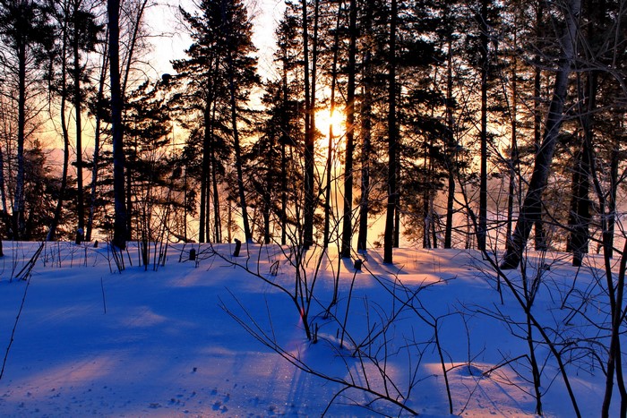 Sunlight filtering through trees in a snowy forest
