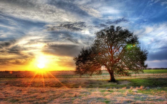 Tree silhouetted against a dramatic sunset with sun rays