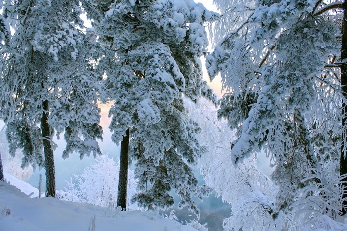 Snow-covered pine trees in a winter forest