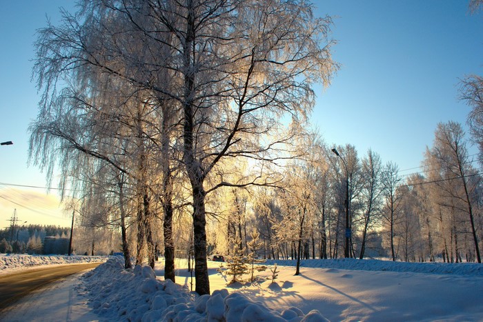 Winter scene with frosted trees and a road