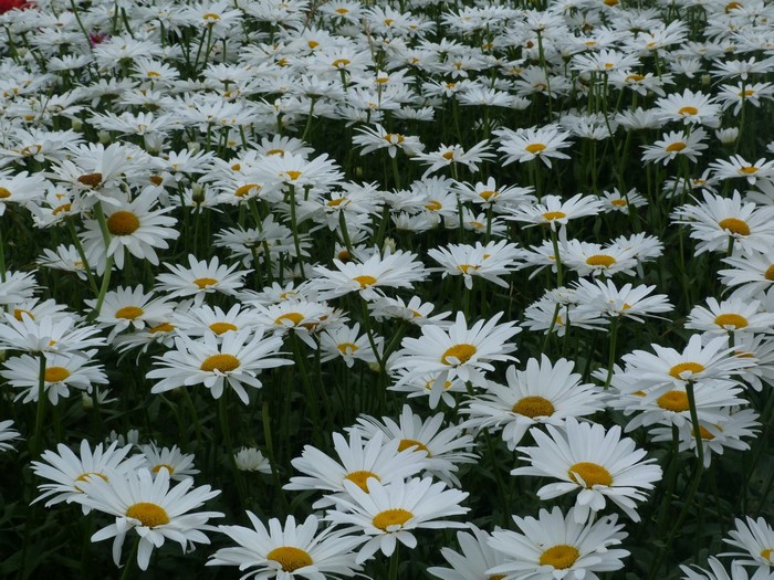 Field of white daisies with yellow centers