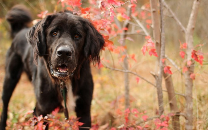 Black dog with red leaves