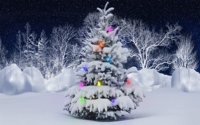 Snowy Christmas Tree with Lights in Winter Forest