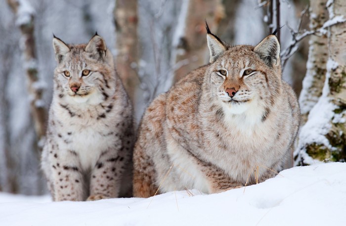 Two lynx in the snow