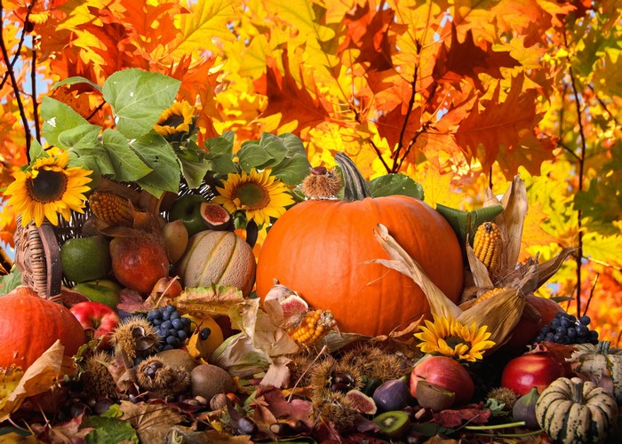 Autumn harvest with pumpkins and sunflowers