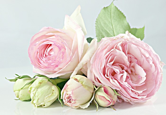 Pink and white roses with buds