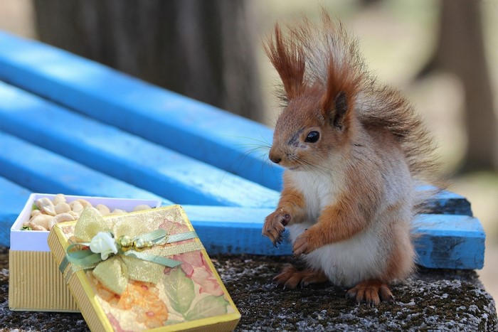 Squirrel with a gift box of nuts