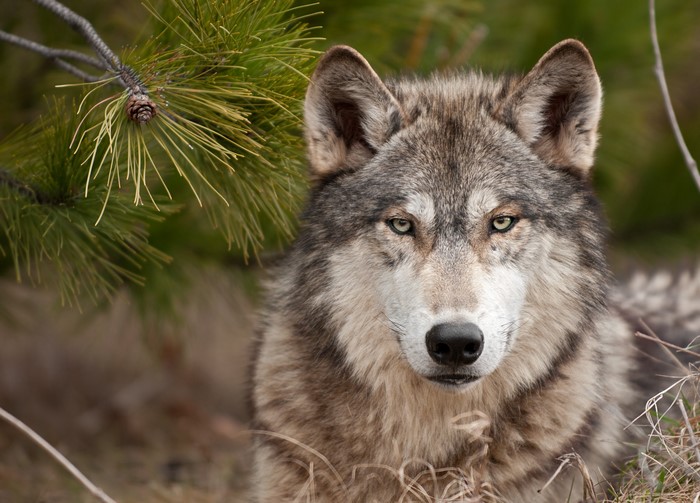 Close-up of a wolf's face near pine branches