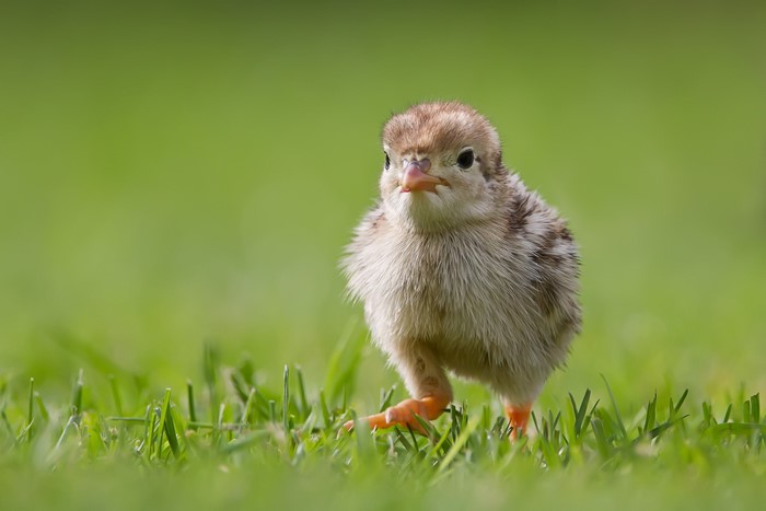 A small chick walks on green grass
