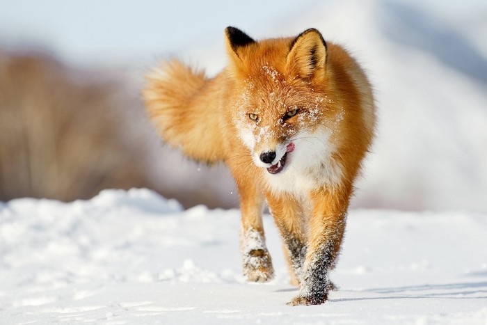Red fox walking in the snow