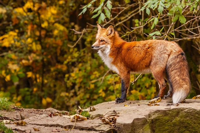 Red fox standing on rocks in autumn forest