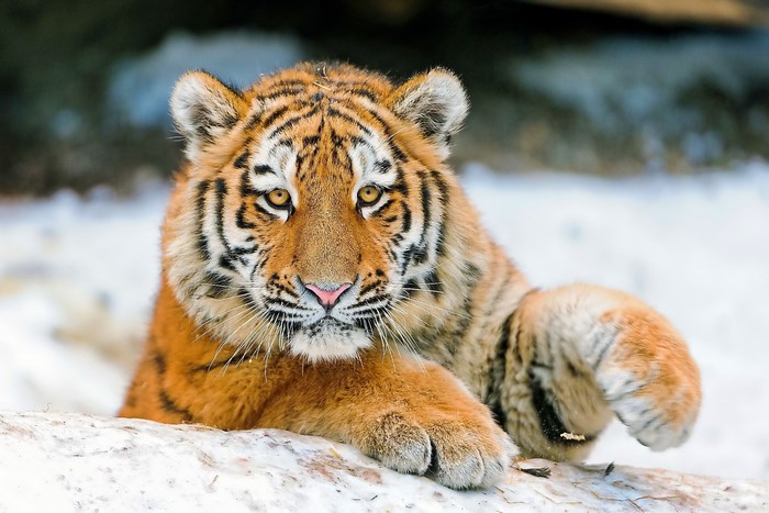 Tiger cub lying in the snow