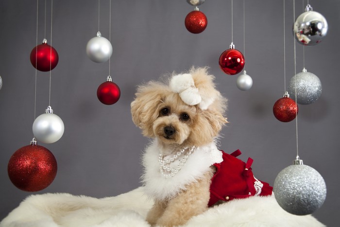 Poodle Dog in Christmas Dress with Ornaments