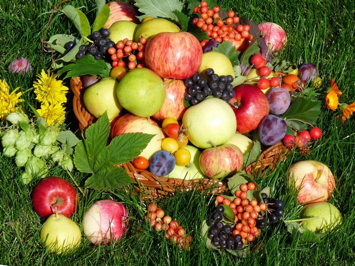 Basket of Apples, Pears, Plums, and Berries on Grass