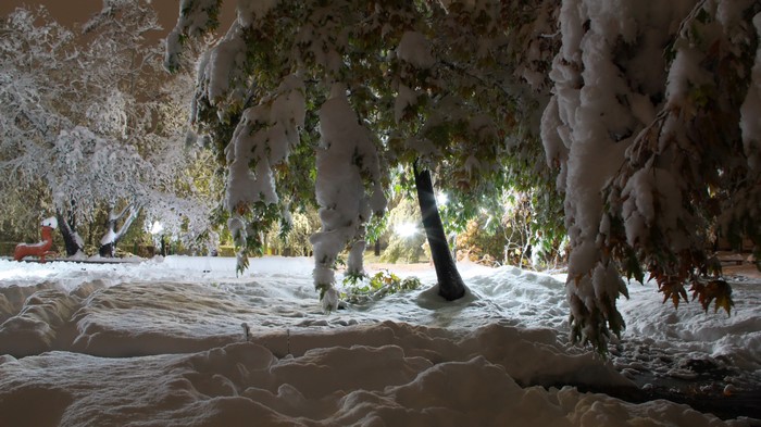 Snow covered trees in a park at night