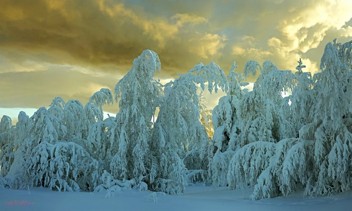 Snow-covered trees under a dramatic sky