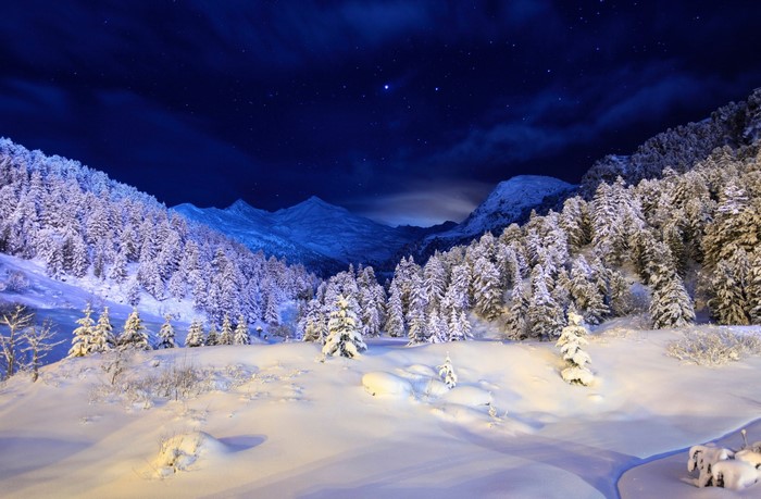 Snowy forest at night under a starry sky