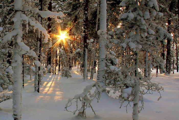 Sunlight shining through snow-covered trees in a winter forest