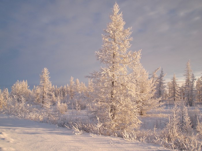 Winter forest covered in snow and frost