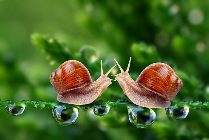 Two snails on a wet plant stem
