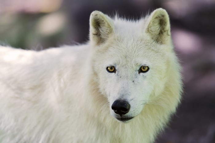 4K Arctic Wolf Glance