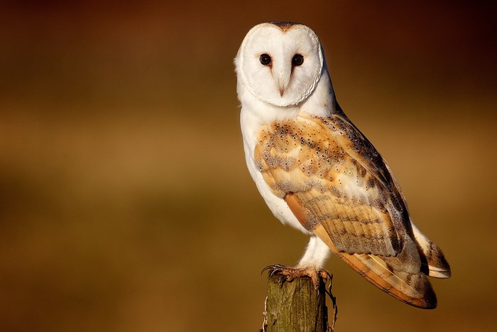 Barn owl perched on a wooden post