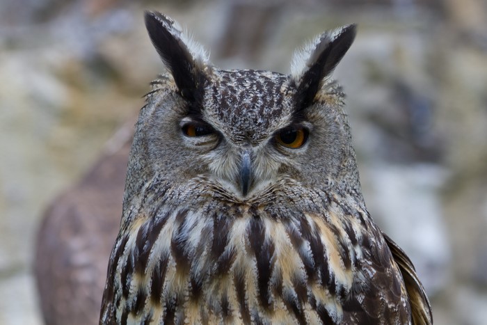 Close-up of an Owl