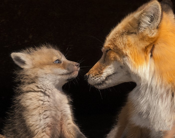 Mother and baby fox looking at each other
