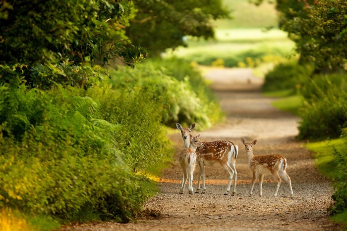 Three deer on a dirt path in a forest