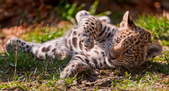 Jaguar cub lying on the grass